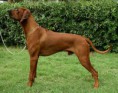 /album/rhodesian-ridgeback/doberidge-hiflier-sept09-jpg/
